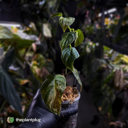 Philodendron melanochrysum x sharoniae • variegated