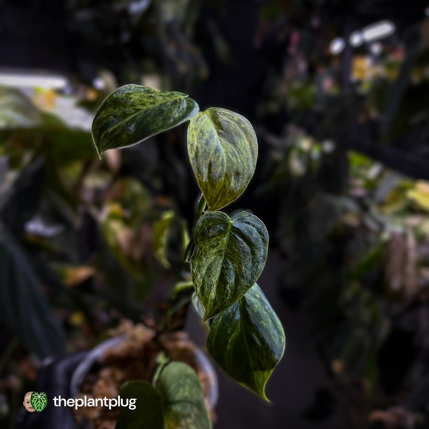 Philodendron melanochrysum x sharoniae • variegated