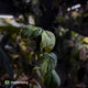 Philodendron melanochrysum x sharoniae • variegated