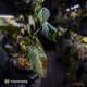 Philodendron melanochrysum x sharoniae • variegated