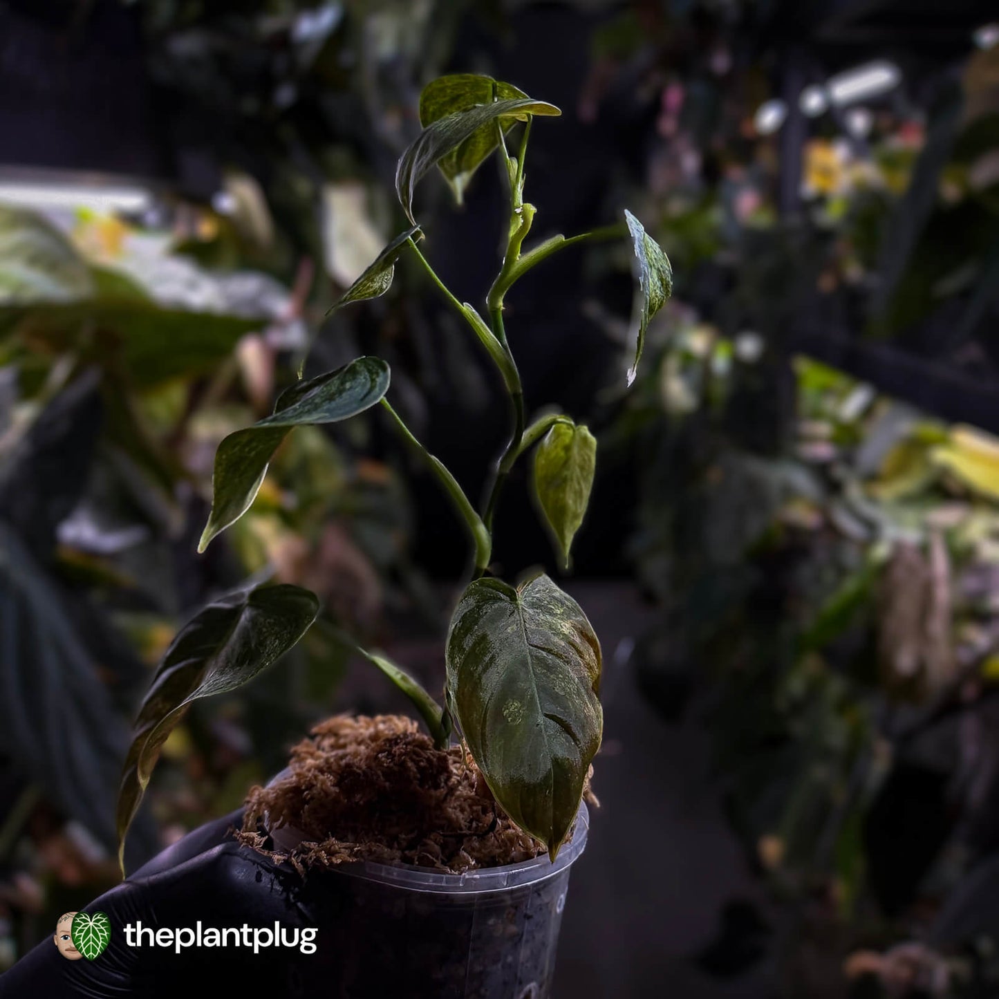 Philodendron melanochrysum x sharoniae • variegated