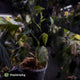 Philodendron melanochrysum x sharoniae • variegated
