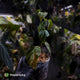 Philodendron melanochrysum x sharoniae • variegated