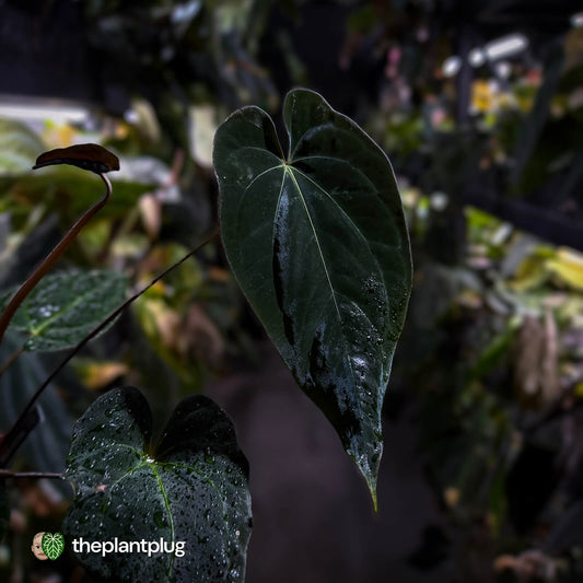 Anthurium #Astaroth