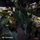 Anthurium #Astaroth