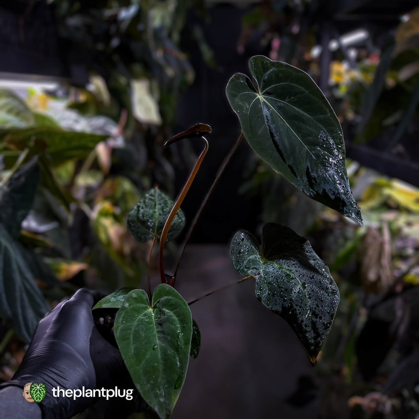 Anthurium #Astaroth