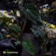 Anthurium #Astaroth