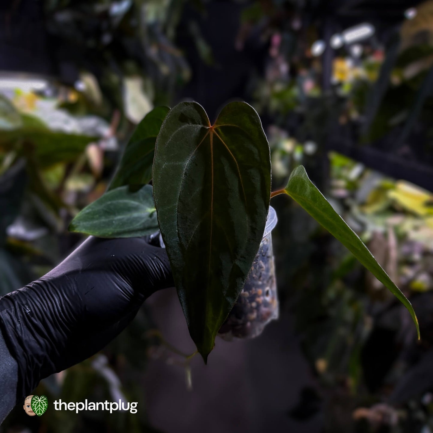 Anthurium carlablackiae x #MidnightVelvet 🌟