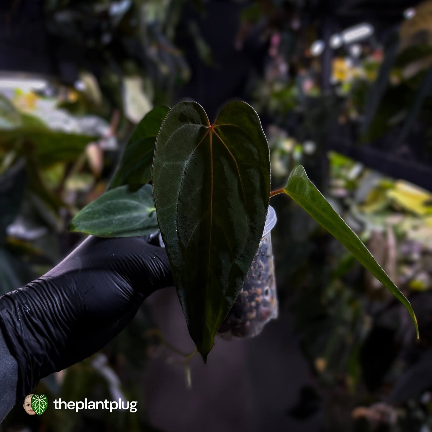 Anthurium carlablackiae x #MidnightVelvet 🌟