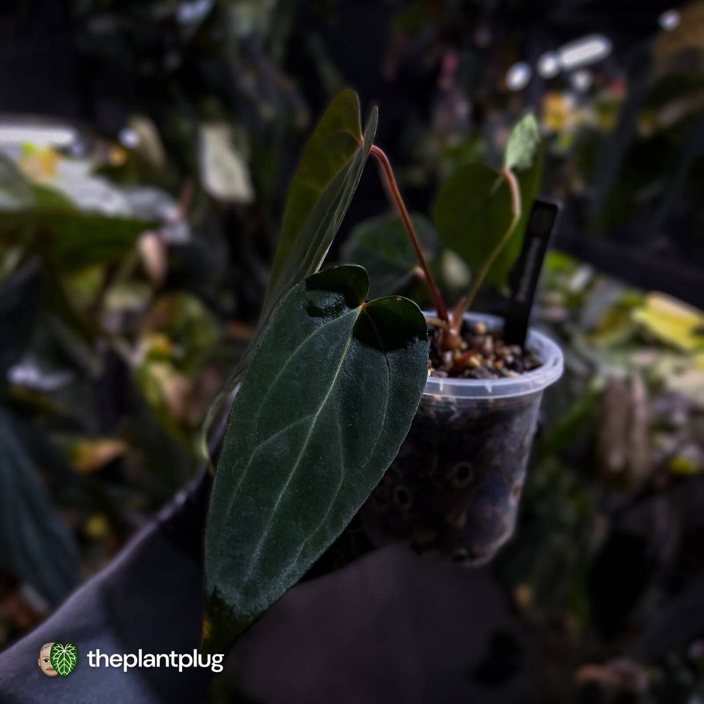 Anthurium carlablackiae x #MidnightVelvet 🌟