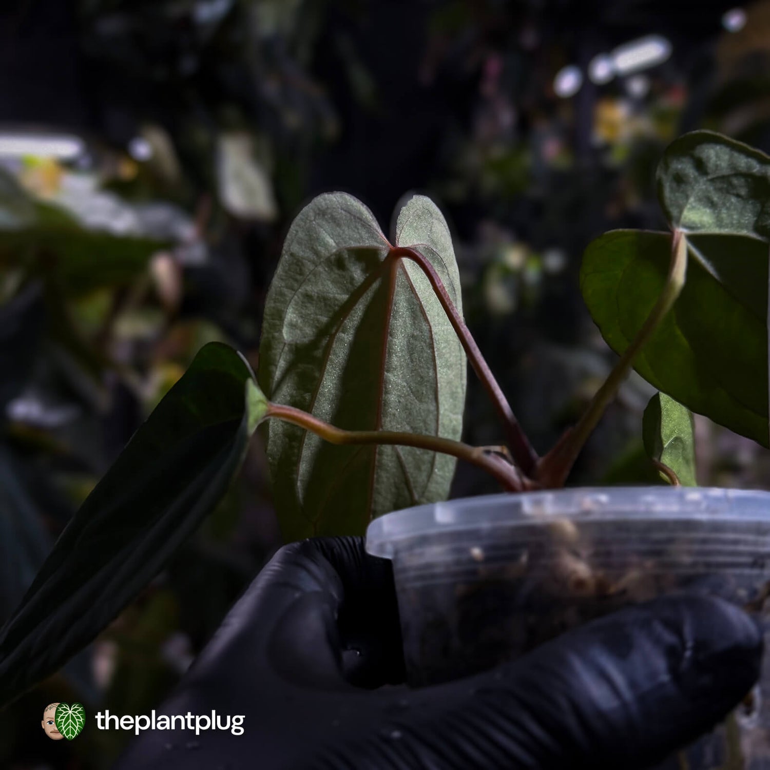 Anthurium carlablackiae x #MidnightVelvet 🌟