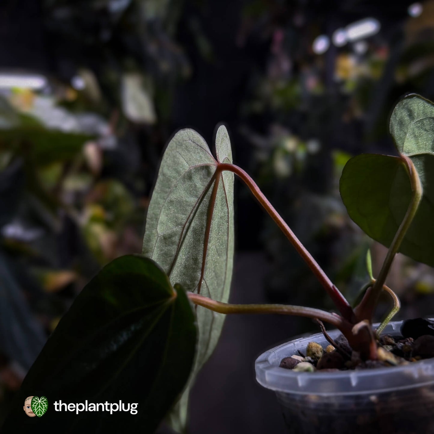 Anthurium carlablackiae x #MidnightVelvet 🌟