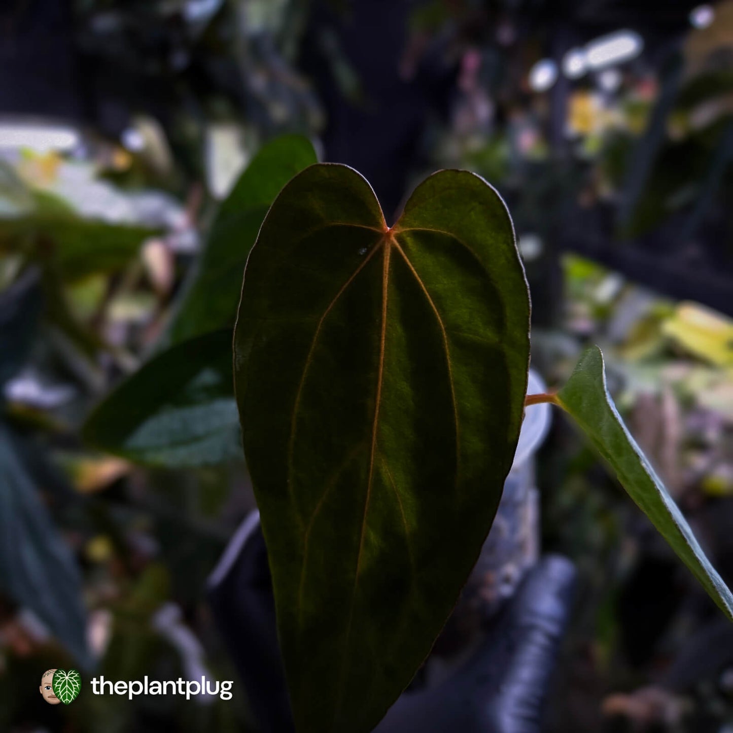 Anthurium carlablackiae x #MidnightVelvet 🌟