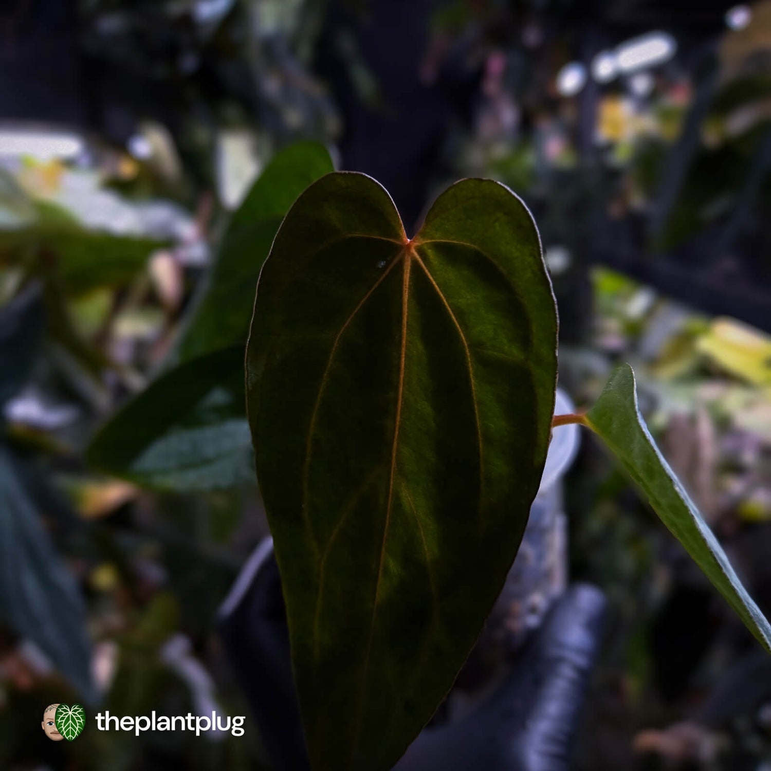 Anthurium carlablackiae x #MidnightVelvet 🌟