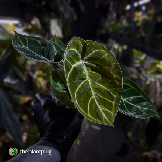 Anthurium 'Dorayaki Silver' x #WaddleNoid ✨
