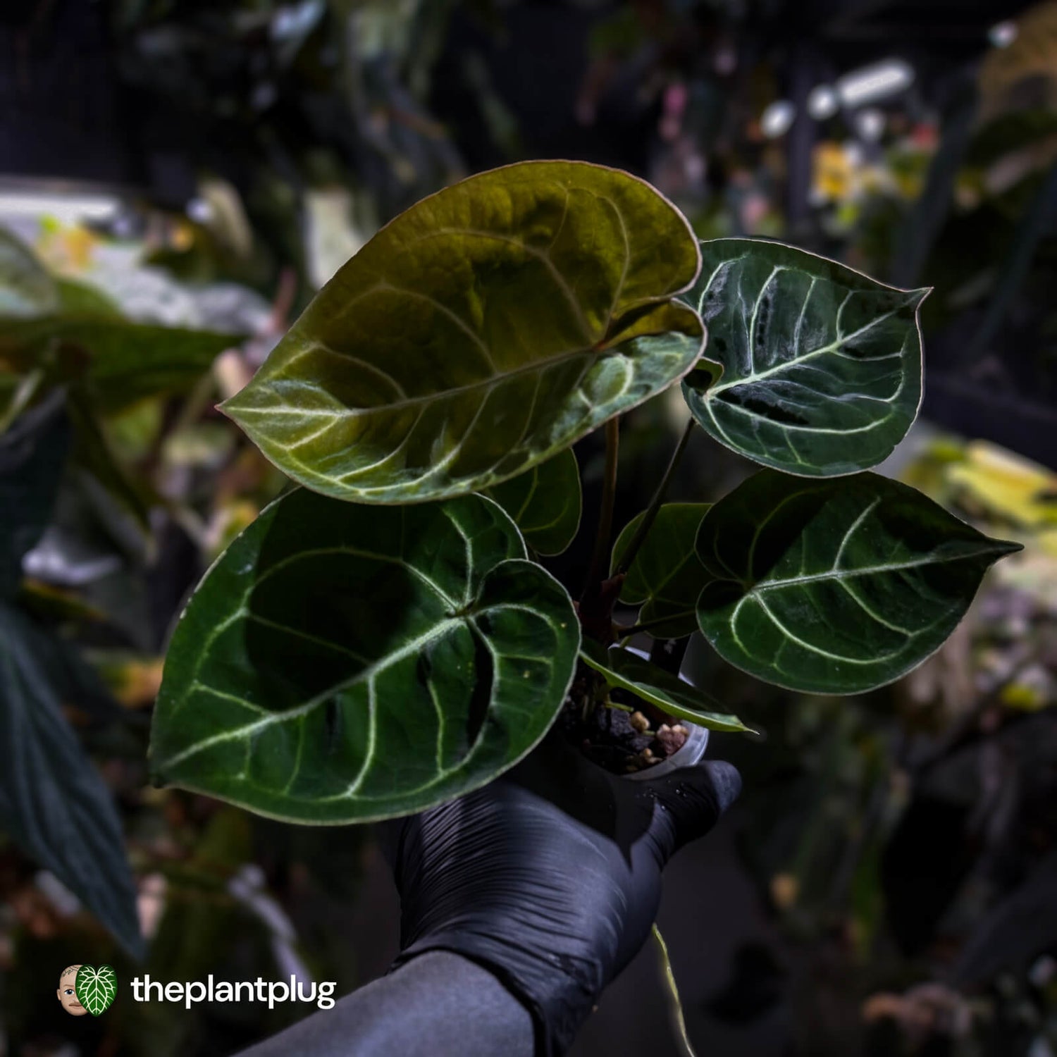 Anthurium 'Dorayaki Silver' x #WaddleNoid ✨