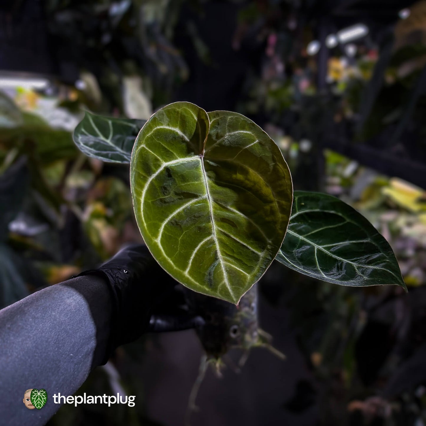 Anthurium 'Dorayaki Silver' x #WaddleNoid ✨