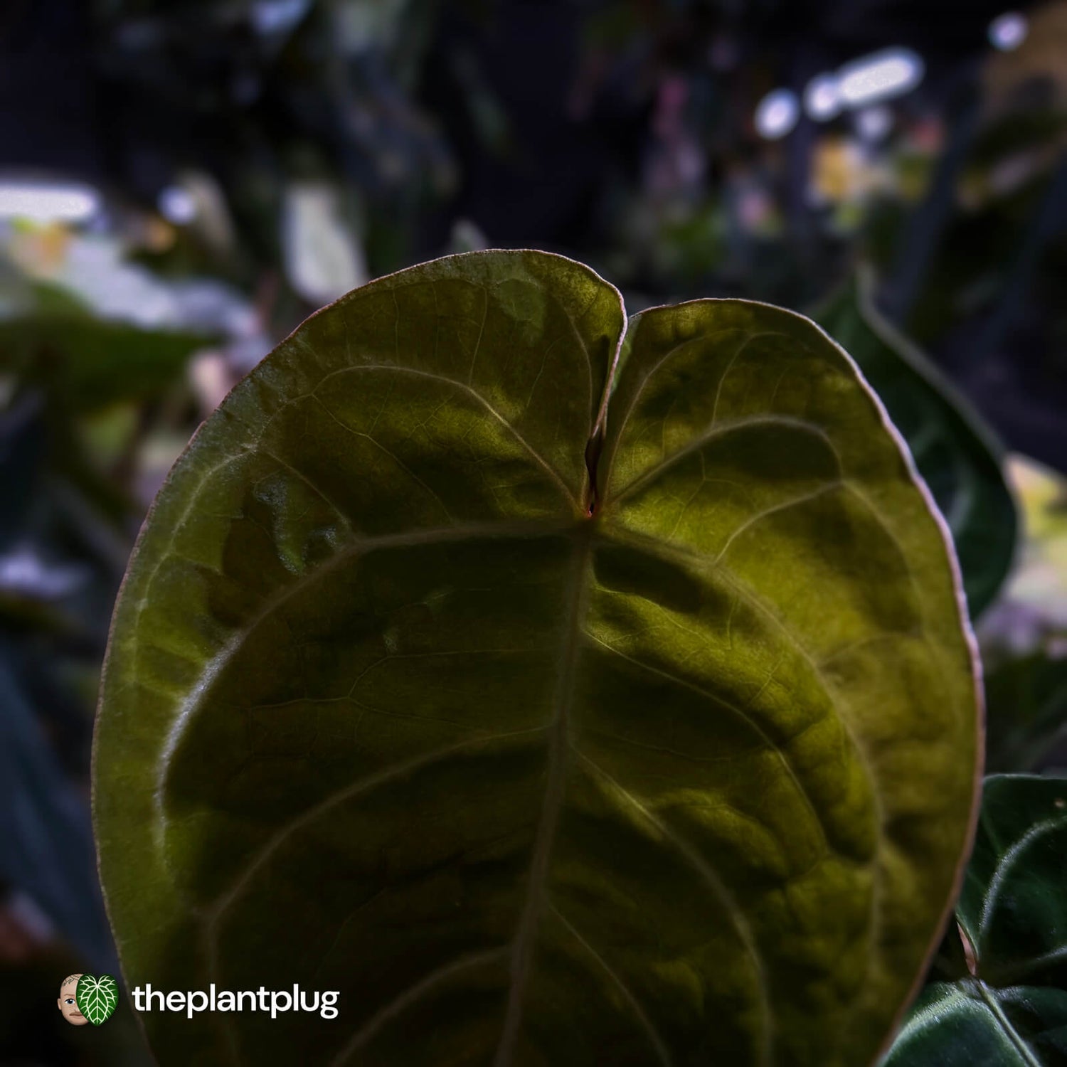 Anthurium 'Dorayaki Silver' x #WaddleNoid ✨