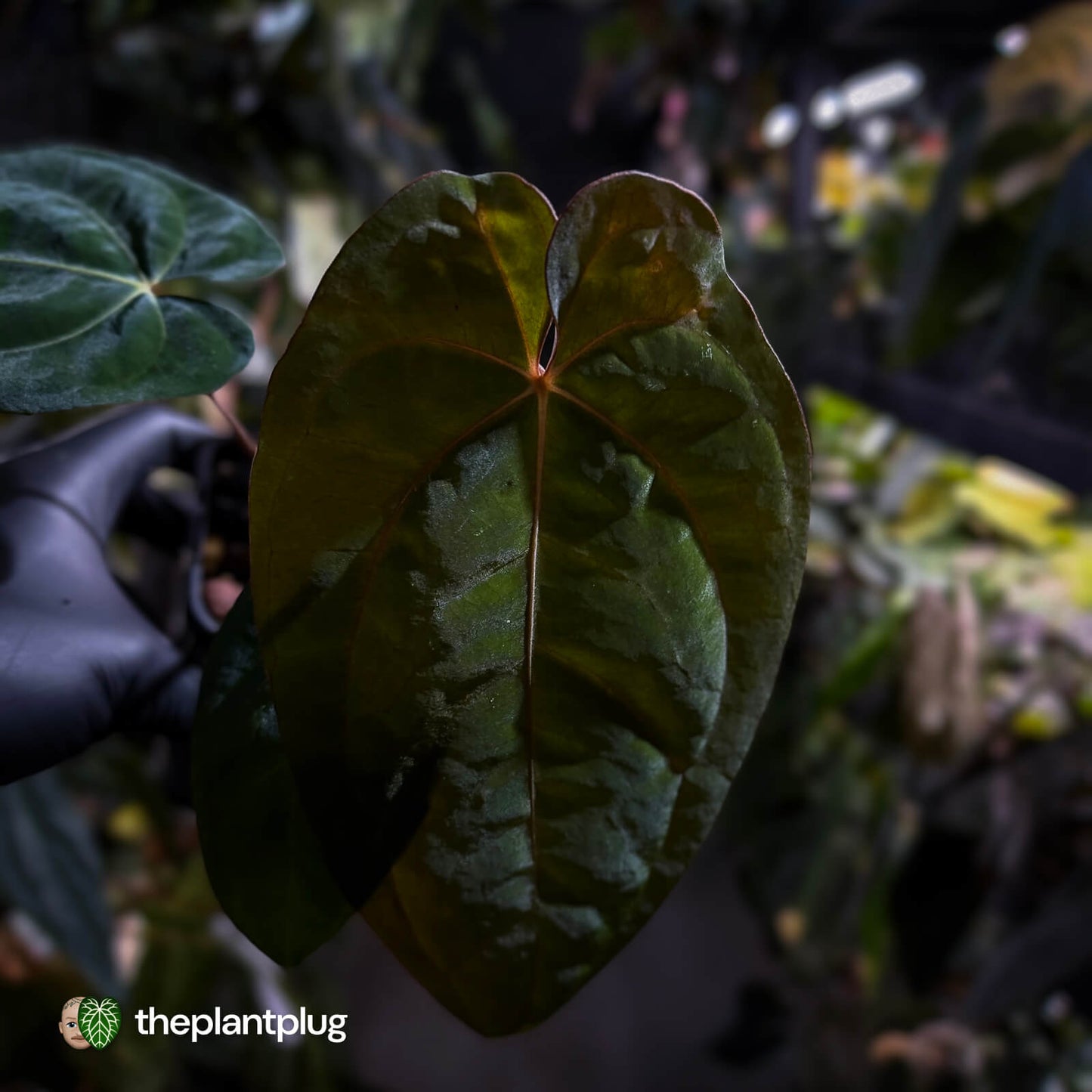 Anthurium (carlablackiae x besseae aff) x (antolakii x 'Dark Phoenix')