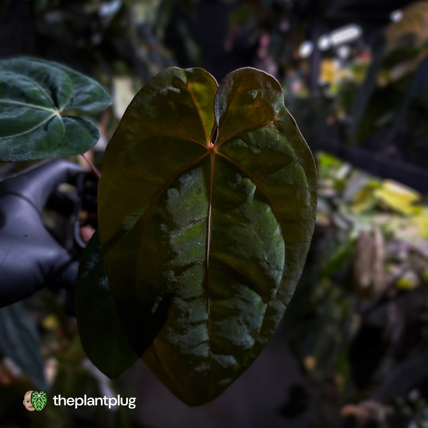 Anthurium (carlablackiae x besseae aff) x (antolakii x 'Dark Phoenix')