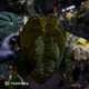 Anthurium (carlablackiae x besseae aff) x (antolakii x 'Dark Phoenix')