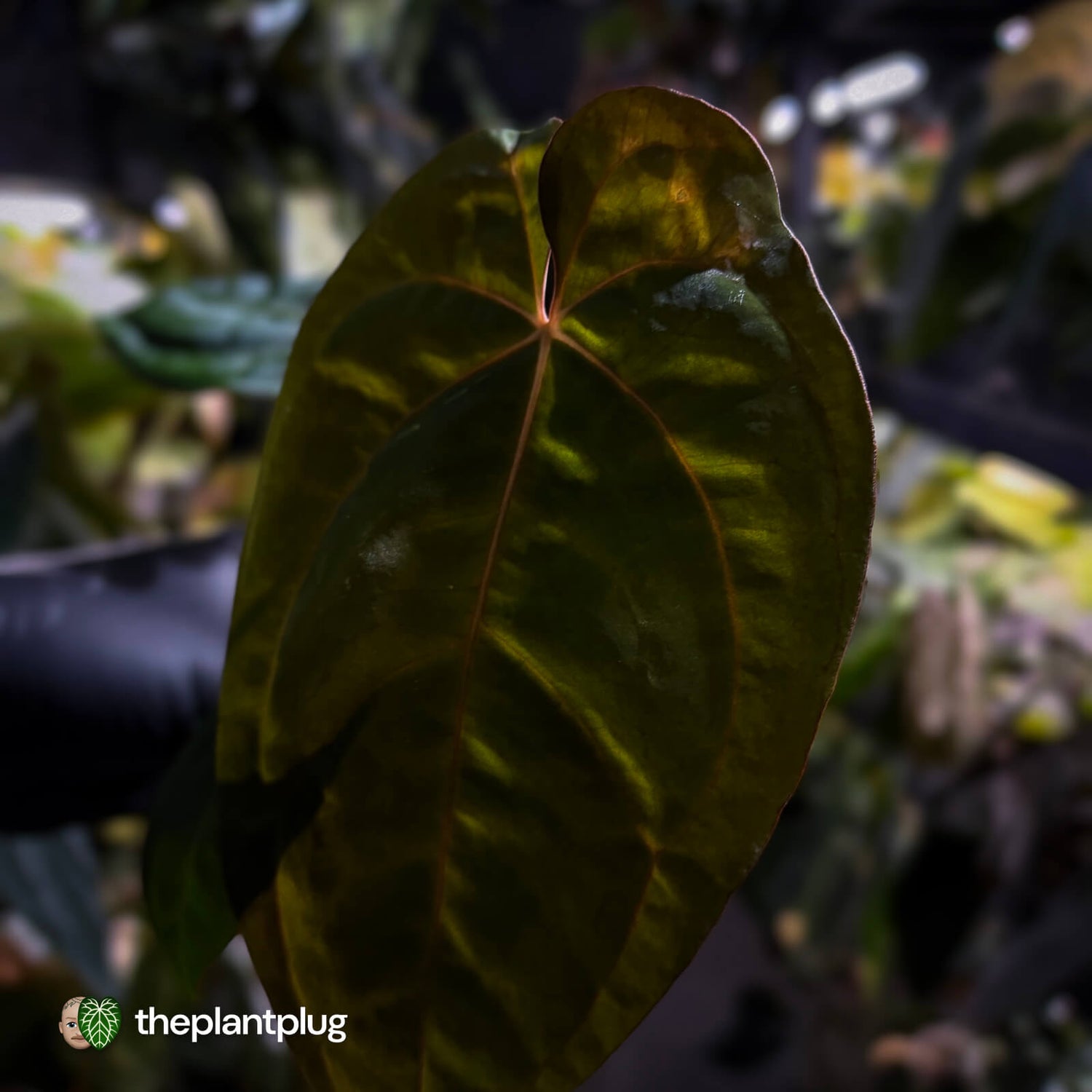 Anthurium (carlablackiae x besseae aff) x (antolakii x 'Dark Phoenix')