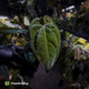 Anthurium (carlablackiae x besseae aff) x (antolakii x 'Dark Phoenix')