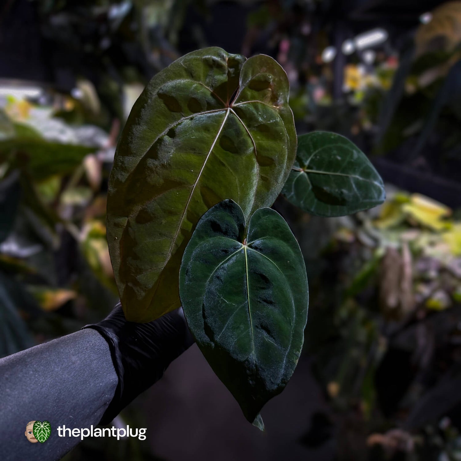 Anthurium (carlablackiae x besseae aff) x (antolakii x 'Dark Phoenix')