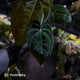 Anthurium (carlablackiae x besseae aff) x (antolakii x 'Dark Phoenix')