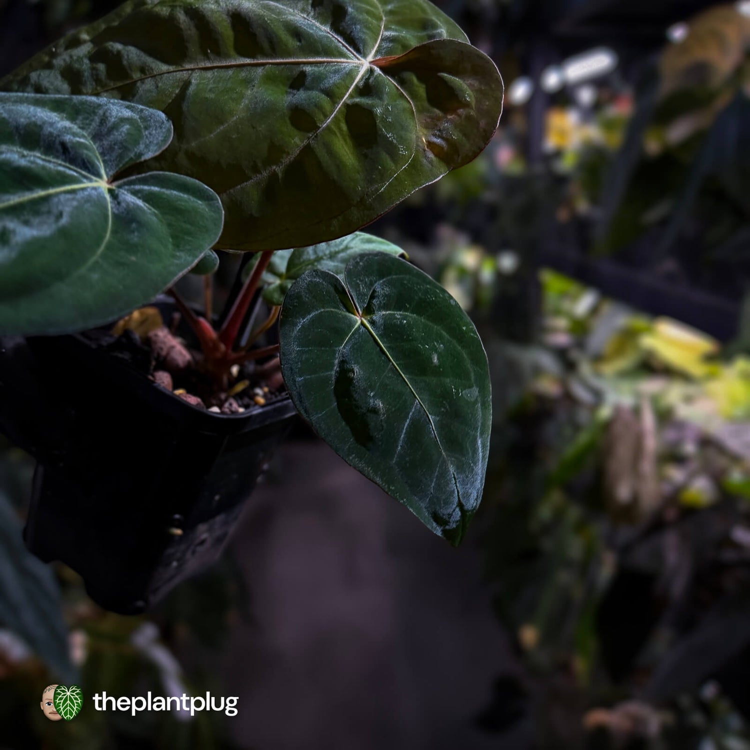Anthurium (carlablackiae x besseae aff) x (antolakii x 'Dark Phoenix')