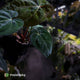 Anthurium (carlablackiae x besseae aff) x (antolakii x 'Dark Phoenix')
