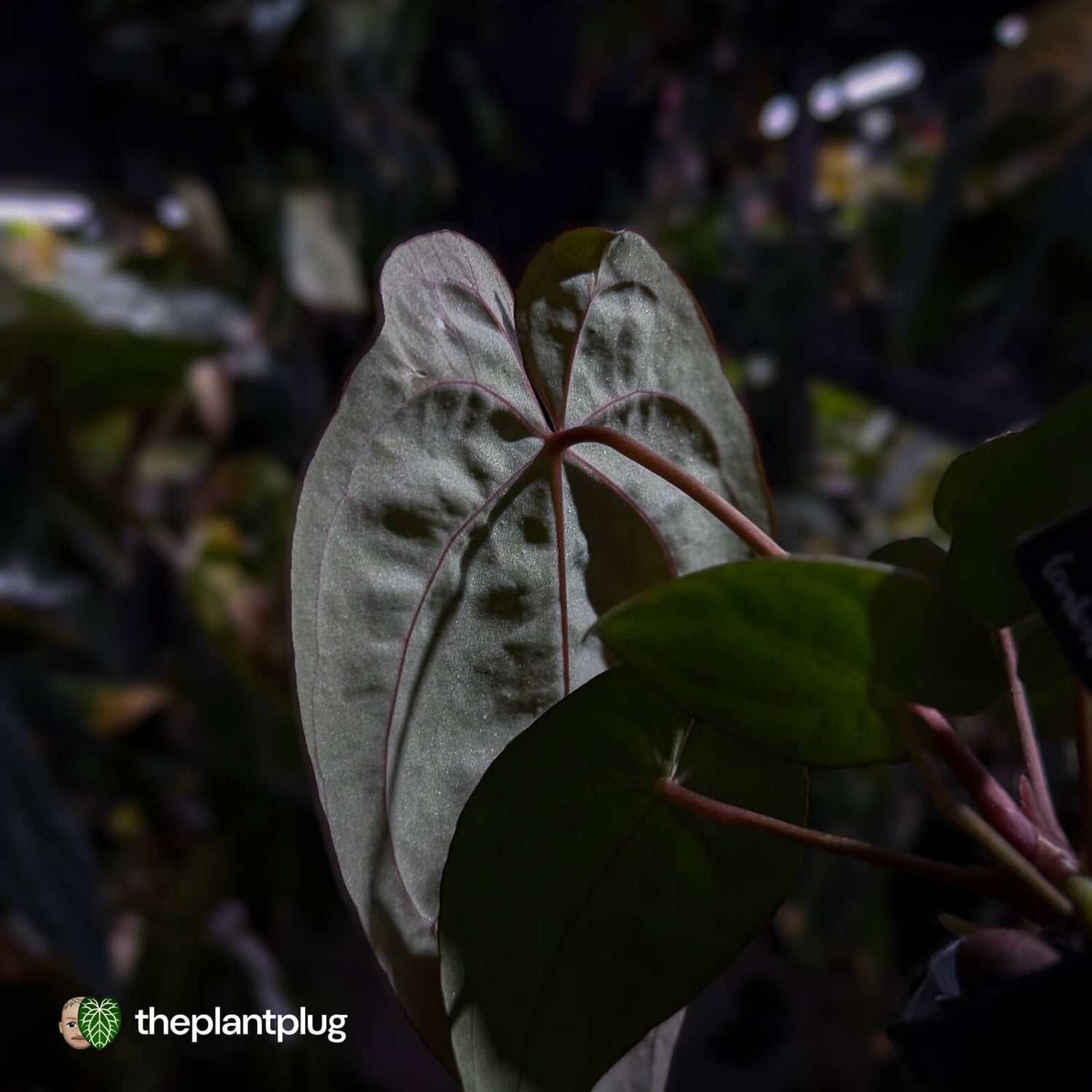 Anthurium (carlablackiae x besseae aff) x (antolakii x 'Dark Phoenix')