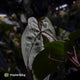 Anthurium (carlablackiae x besseae aff) x (antolakii x 'Dark Phoenix')