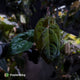 Anthurium (carlablackiae x besseae aff) x (antolakii x 'Dark Phoenix')