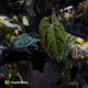 Anthurium (carlablackiae x besseae aff) x (antolakii x 'Dark Phoenix')