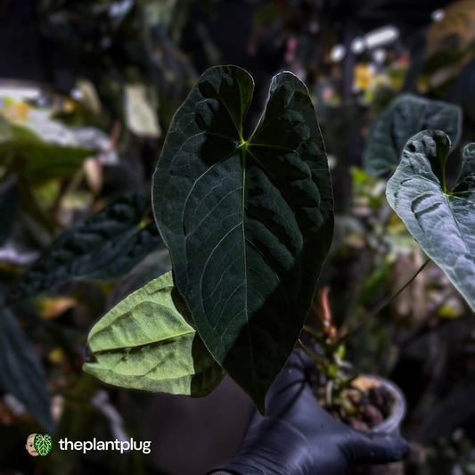 Anthurium #CherryNoir 🍒