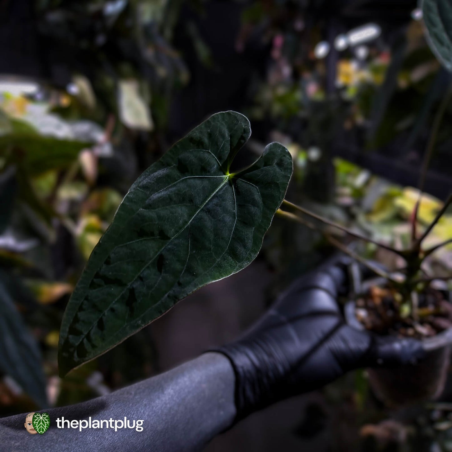 Anthurium #CherryNoir 🍒