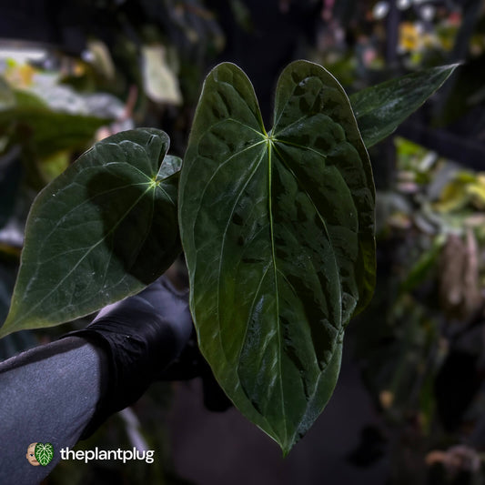 Anthurium papillilaminum 'RA6' x antolakii ('Round x RA1') • holdback