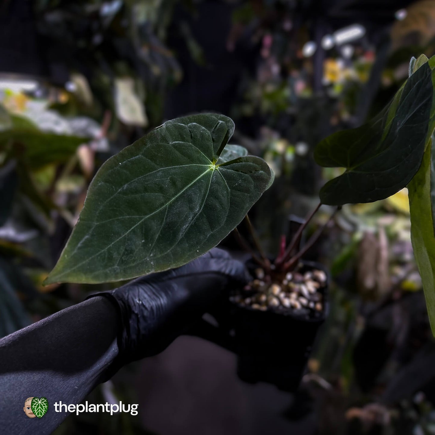 Anthurium papillilaminum 'RA6' x antolakii ('Round x RA1') • holdback