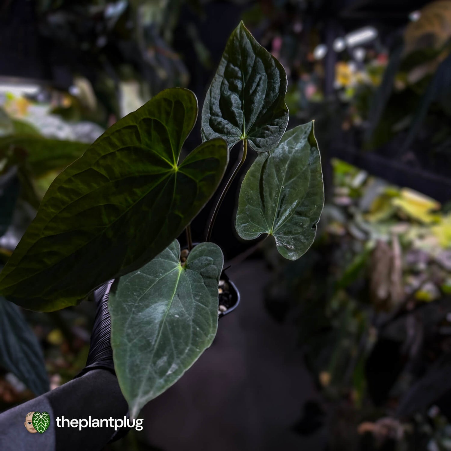 Anthurium papillilaminum 'RA6' x antolakii ('Round x RA1') • holdback