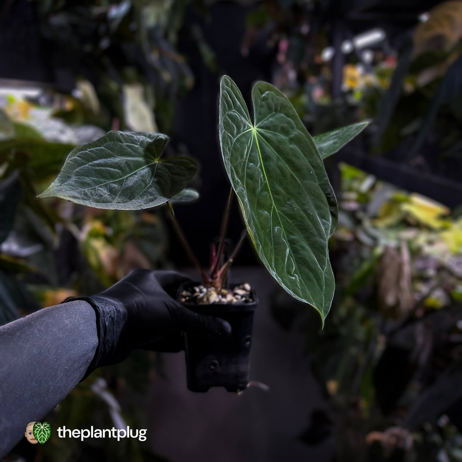 Anthurium papillilaminum 'RA6' x antolakii ('Round x RA1') • holdback