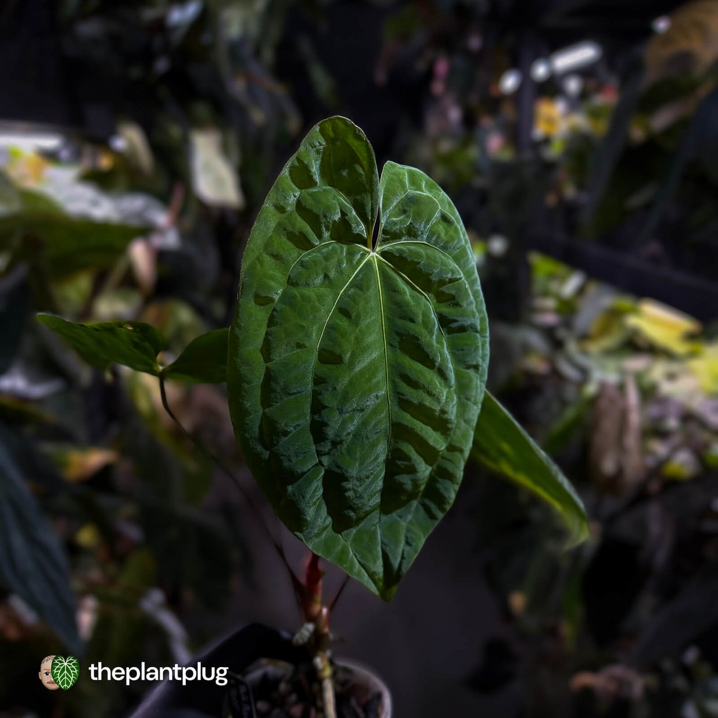Anthurium 'Dark Phoenix' x 'RVDP'