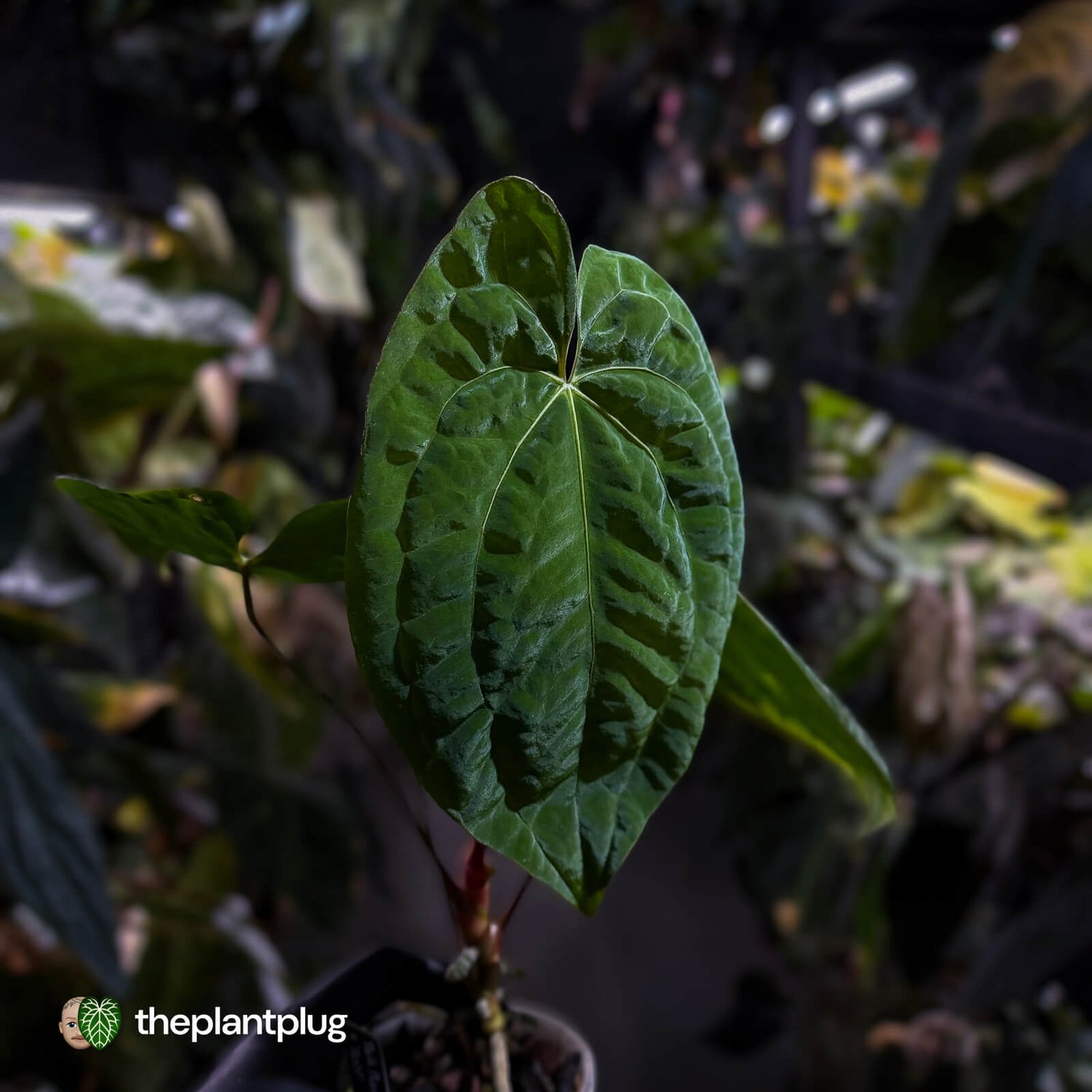 Anthurium 'Dark Phoenix' x 'RVDP'