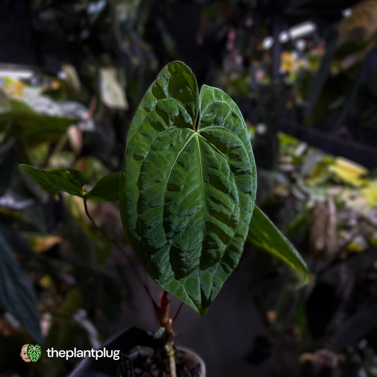 Anthurium 'Dark Phoenix' x 'RVDP'