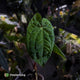 Anthurium 'Dark Phoenix' x 'RVDP'