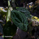 Anthurium 'Dark Phoenix' x 'RVDP'