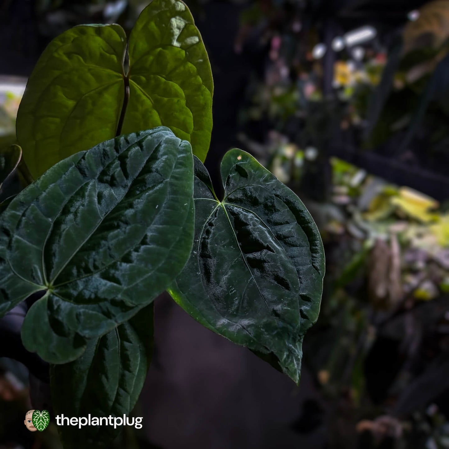 Anthurium 'Dark Phoenix' x 'RVDP'