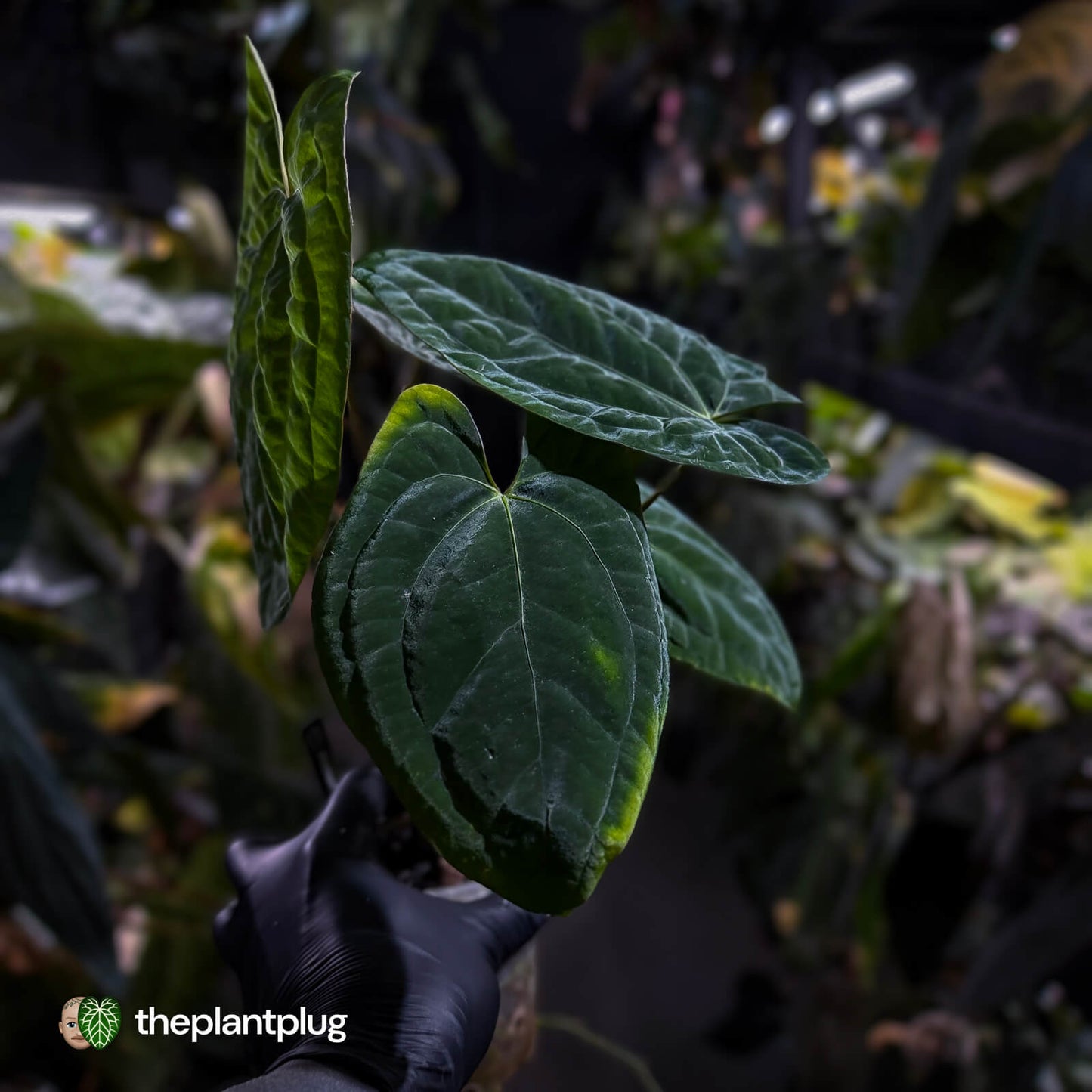Anthurium 'Dark Phoenix' x 'RVDP'