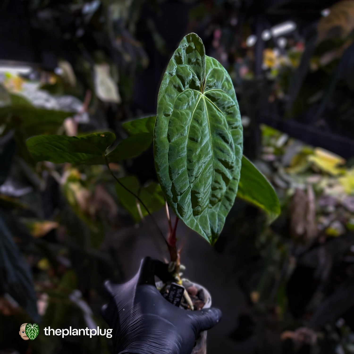 Anthurium 'Dark Phoenix' x 'RVDP'