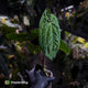 Anthurium 'Dark Phoenix' x 'RVDP'